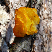 rôsolovka zlatožltá  (Tremella mesenterica )