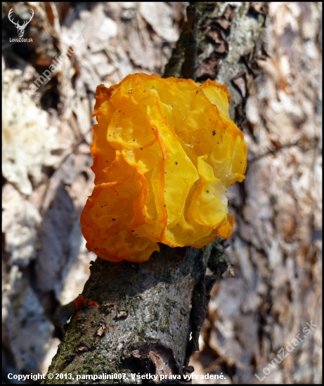 rôsolovka zlatožltá  (Tremella mesenterica )