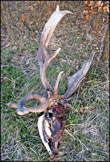 včerajší úhyn - zaujímavé parožie