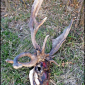 včerajší úhyn - zaujímavé parožie