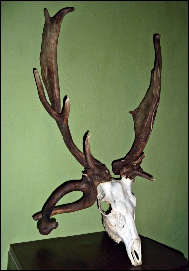 ID 202363 - už iba trochu dobieliť a šup na podložku :-)