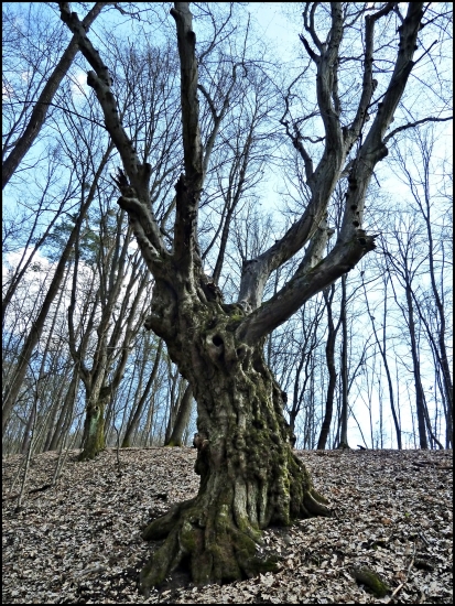 starý hrab ...