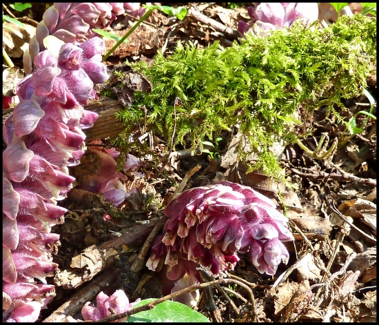 zubovník šupinatý aj s machom ...