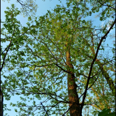 pohľad k oblohe ...