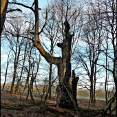 zasiahnutý bleskom ...