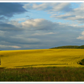 pri repkovom poli ...