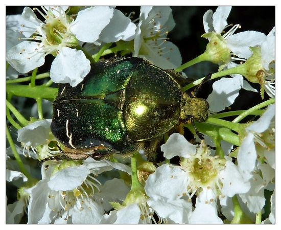 zlatoň v žiari slnka ...