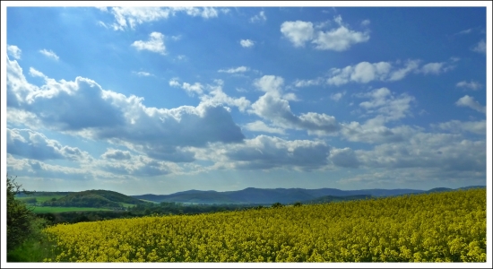 repková ...