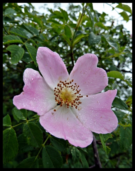 ružička zmoknutá ...