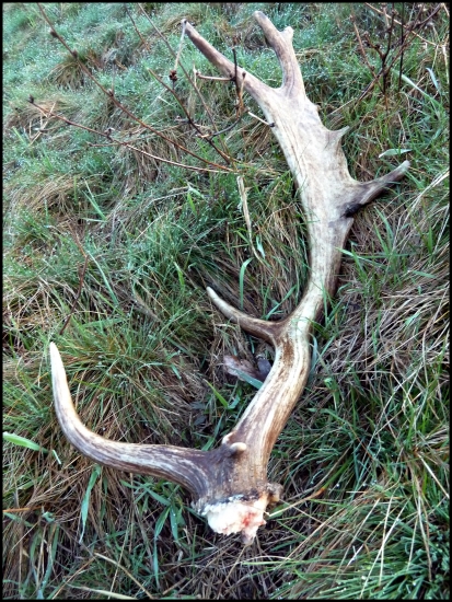 prestrelený, aj s kusom pučnice ...