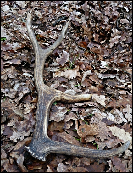 myši ho našli skôr ...