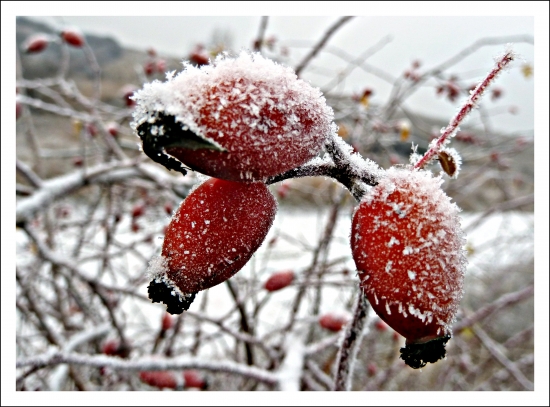 Dnešná ponuka - mrazené šípky ...