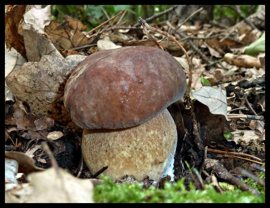 ďalší dubáčik ...