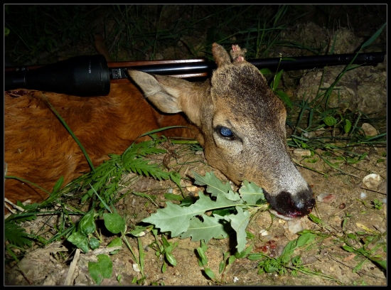 tohoročná jednotka ...