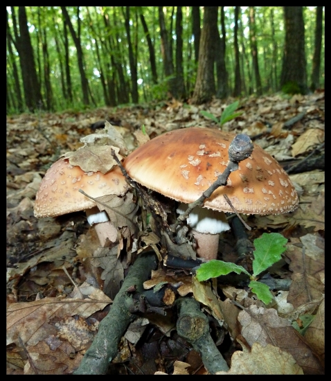 nielen dubáky sú fotogenické ...