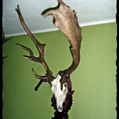 úhyn z ID 202363 - už je na mieste ...