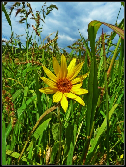 kvietok v tráve ...
