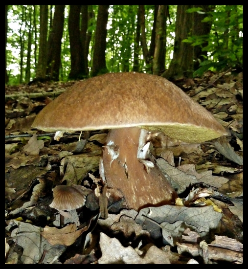 s vyžratou nôžkou ...