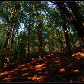 podvečer v hore ...