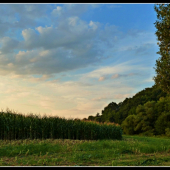 pri kukurici II. ...