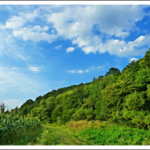 pri kukurici III. ...