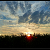 pri kukurici IV. ...