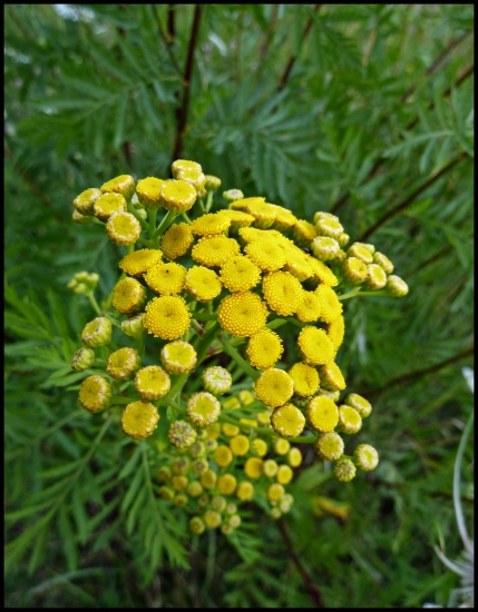 protikomárovič ...