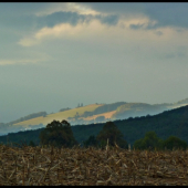 pri kukuričnom strnisku ...