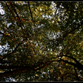 podvečer v lese ...