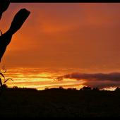 západ pri kukurici ...
