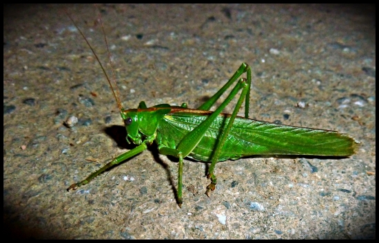 iba osedlať a hióó... :)