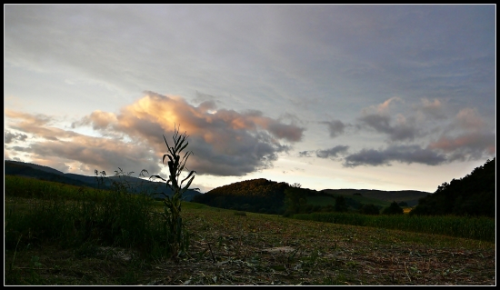 keď brali kukuricu ...