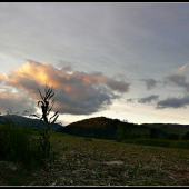 keď brali kukuricu ...