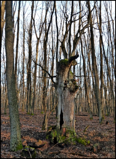 zasiahnutý bleskom ...