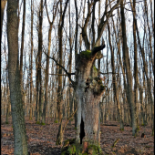 zasiahnutý bleskom ...