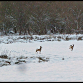 vlani, v takýto čas ...