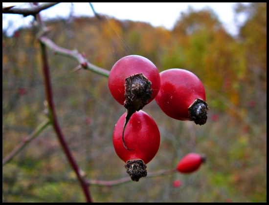 aj s pavučinkou ...