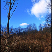 v pohone pred pásom ...