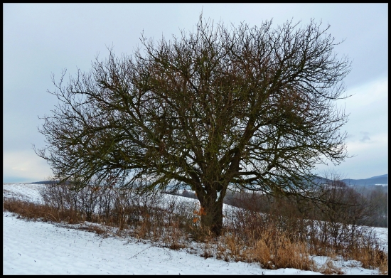 môj obľúbený strom ...