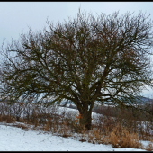môj obľúbený strom ...