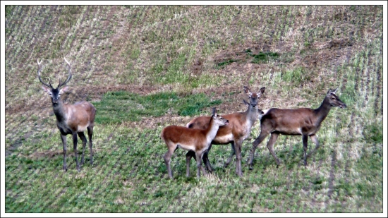 mlaďas s háremom ...