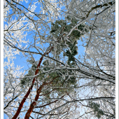 pohľad k oblohe ...