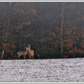 mami, dám ti pusu ... :)