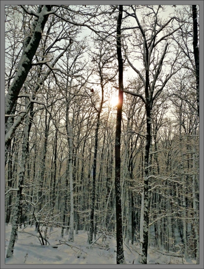 zasnežené ráno v hore ...