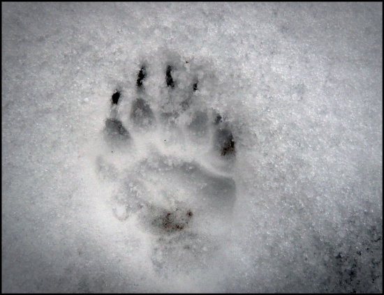 borsuk sa bol vyvetrať ...