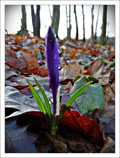 včera - už vykúkajú ....