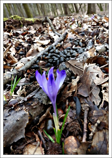 šafrán aj s hnojivom ...