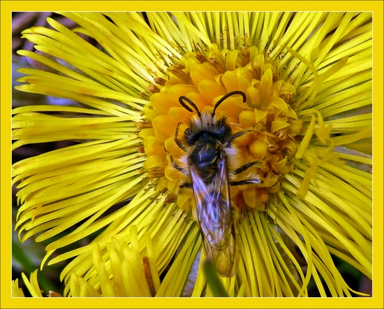 mucha podbeľová ... :)