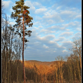 sosna  na rúbani ...