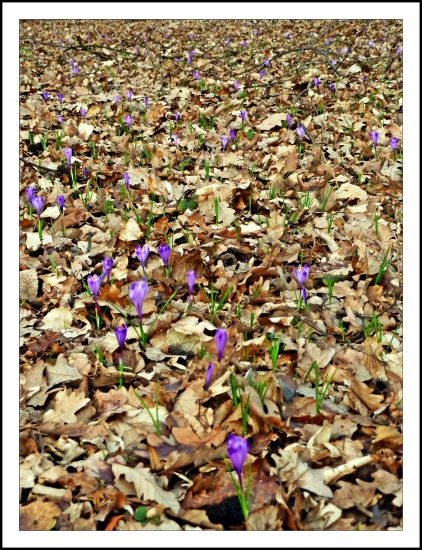 je ich ako šafránu ...